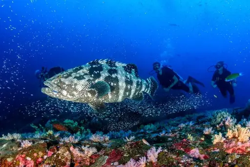 Recreational Dive Anywhere Bundle