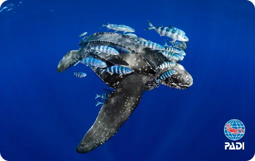 PADI Advanced Open Water Diver